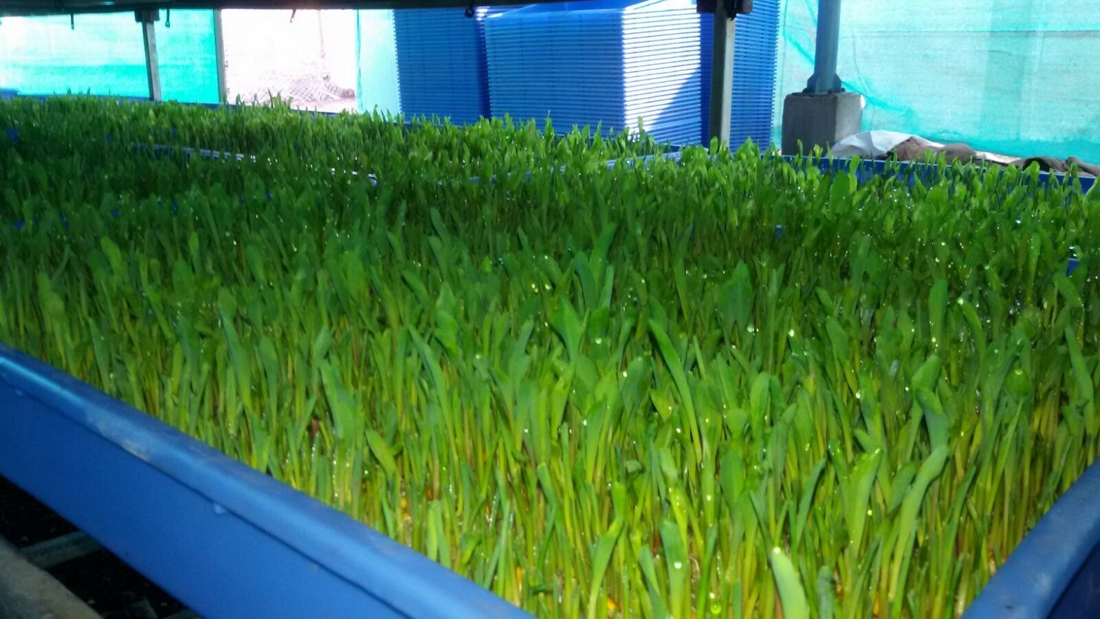 Fodder HMPL Hydroponic Systems