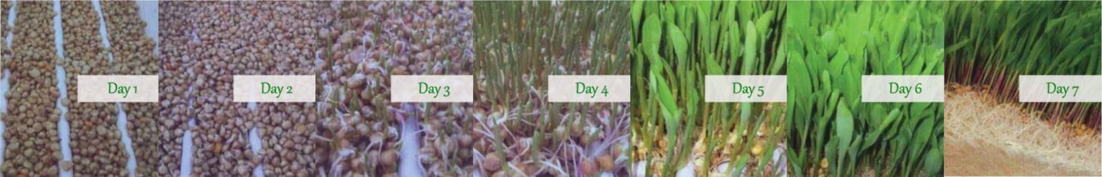 Day 1 to Day 7 Fodder Growth Process